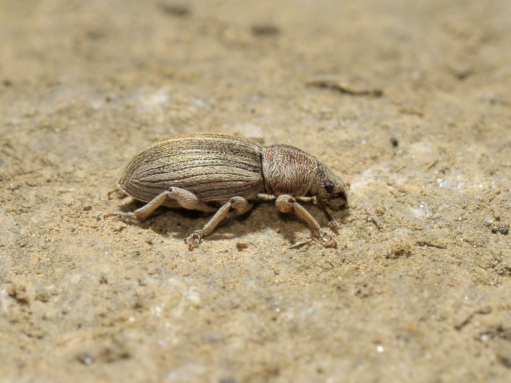 Polydrusus marginatus - Curculionidae